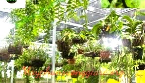 Máy phun sương tưới lan tiện nghi cho người chơi hoa lan